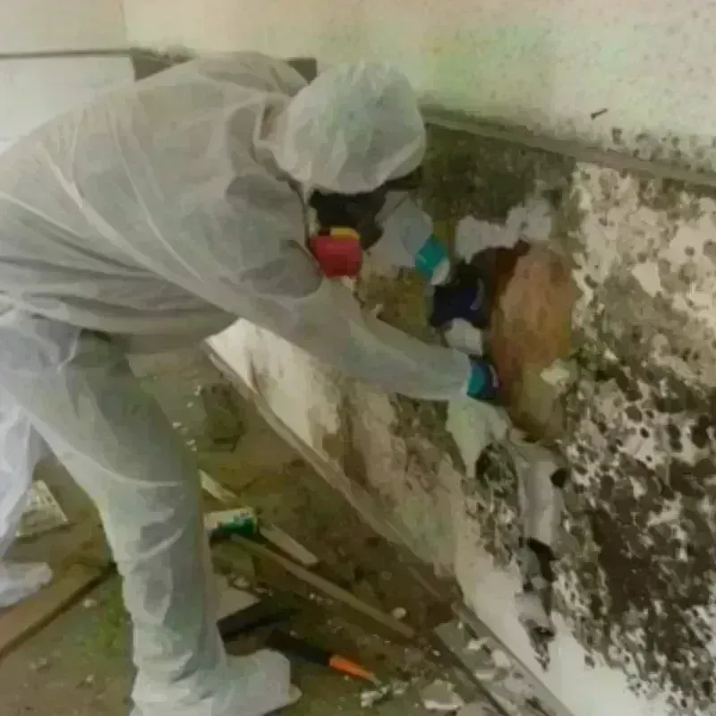 Mold Remediation and Removal in Mount Vernon, TX